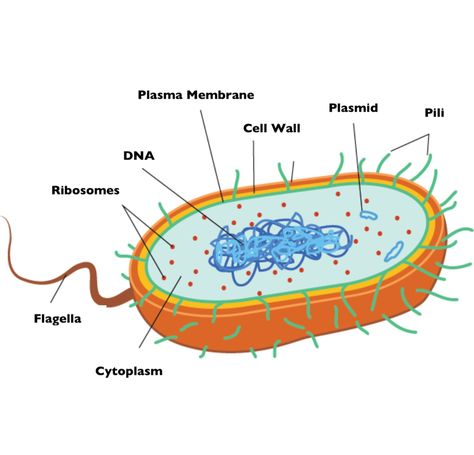 Picture Bacterial Cell Structure, Bacterial Cell, Nuclear Membrane, Cell Diagram, Prokaryotic Cell, Cell Theory, Cell Parts, Cell Organelles, Eukaryotic Cell