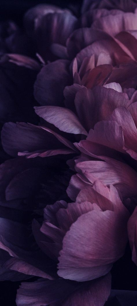 Dark Flower Aesthetic Wallpaper, Violet Flower Wallpaper, Violet Flower Aesthetic, Violet Flowers Wallpaper, Dark Violet Background, Vibes Background, Tree Wallpaper Iphone, Dark Purple Flowers, Violet Background