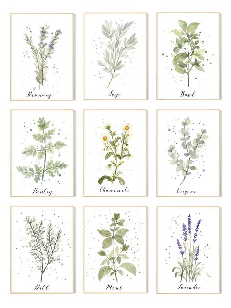 Herb Decor, Herb Wall Art, Botanical Kitchen, Herb Prints, Herb Wall, Parchment Background, Pure White Background, Orange Plant, Kitchen Herbs