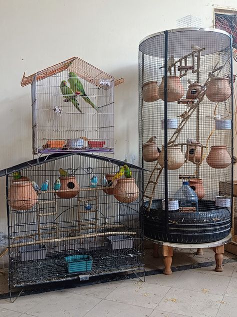 Diy round Cage and birds Diy Bird Cage, Diy Birds, Bird Cages, Bird Cage, Birds