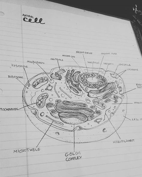 I'm sick so I drew a diagram of an animal cell. #gettingaheadinschool Biology Drawing Ideas, Animal Cell Drawing, Cell Biology Notes, Cell Drawing, Animal Cell Project, Biology Drawing, Cell Project, Biology Diagrams, Cell Diagram