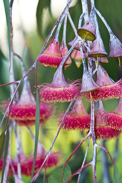 Red Flowering Gum | Flickr  Brett & Donna Symons Flowering Gum, Pretty Pink Flowers, Australian Wildflowers, Australian Flowers, Australian Native Flowers, Australian Plants, Australian Native Plants, Ideas Backyard, Unusual Plants