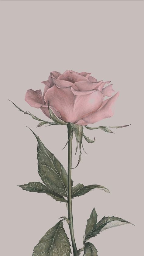 Pink Rose Flower Wallpaper, Flor Iphone Wallpaper, Iphone Pink, Rose Flower Wallpaper, Vintage Flowers Wallpaper, Wallpaper Flower, Abstract Wallpaper Backgrounds, Flower Iphone Wallpaper, Pink Rose Flower