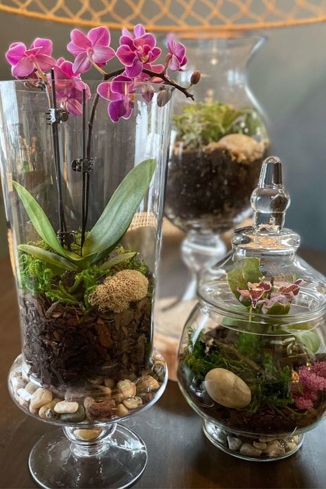 Step By Step Terrarium Diy, Apothecary Jar Terrarium, Terrarium Centerpiece Ideas, Succulent In Glass Vase, Planting In Glass Containers, Orchid In Glass Container, Diy Large Terrarium, Wine Glass Terrarium, Glass Teraniums Diy