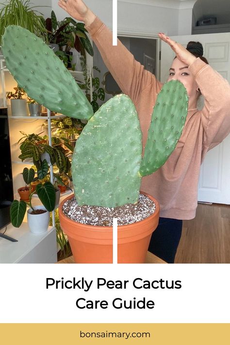 Embark on a journey of succulent mastery with our Prickly Pear Cactus Care Guide! Uncover the secrets to nurturing your prickly beauty into a thriving oasis, as we demystify the art of cactus care. Click now to unveil the hidden tips and tricks, and follow us for an abundance of green inspirations to transform your space into a succulent haven! Prickly Pear Cactus Propagation, Inside Gardening, Indoor Forest, Low Maintenance House Plants, Cactus Pears, Rainbow Cactus, Cannibis Recipes, Prickly Cactus, Cactus Terrarium