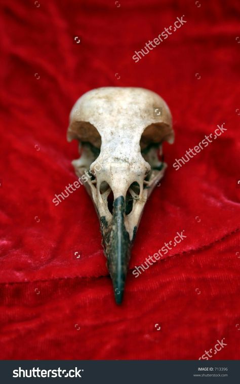 Raven Skull Reference, Crow Skull Reference, Crow Skull Drawing, Crow Skull Tattoo, Bone Reference, Eagle Skull, Skull Anatomy, Skull Reference, Animal Skeletons