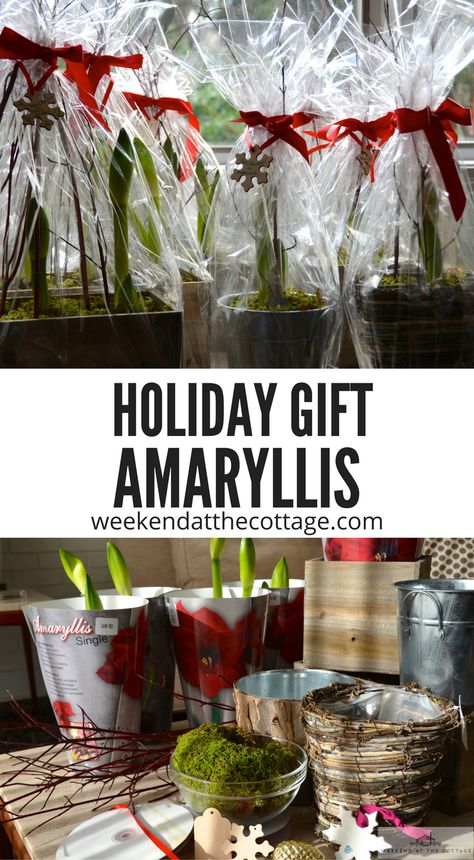 Amaryllis Gift Ideas, Amaryllis Bulbs Christmas, Leca Plants, Amaryllis Arrangement Christmas, Flower Amaryllis, Nail Designs Flowers, Art Flower Wallpaper, Christmas Amaryllis, Amaryllis Arrangement