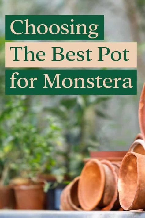 Potting Monstera Deliciosa, Pot For Monstera Plant, Best Pot For Monstera, Monstera Plant Pot Ideas, Monstera Pot Ideas, Monstera Plant Pot, Potted Monstera Plant, Monstera Deliciosa Indoor, Monstera Pot