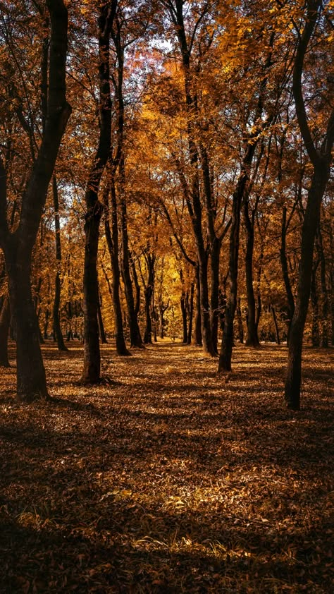 Forest Falls, Autumn Magic, Fall Background, Autumn Scenes, Forest Trees, Autumn Scenery, Autumn Beauty, Autumn Vibes, Fall Pictures