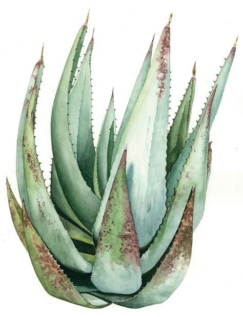 Mother Earth Art, Cactus Paintings, Succulent Painting, Watercolor Succulents, Succulent Art, Diy Watercolor Painting, Watercolor Plants, Cactus Art, Plant Painting