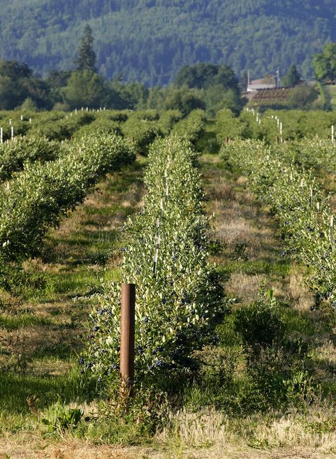 Blueberry field. Rows of blueberry blueberry bushes on a farm. Located in Cornel , #affiliate, #Rows, #blueberry, #Blueberry, #field, #bushes #ad Blueberry Farm Aesthetic, Blueberries Tree, Blueberry Bushes Landscape, Blueberry Farming, Blueberry Orchard, Orchard Planning, Berry Field, Blueberry Garden, Blueberry Field