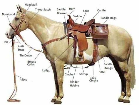 Farm/ Domestic Animals Vocabulary in English 18 Horse Information, Cow Boys, Horse Facts, Horse Riding Tips, Horse Anatomy, Wilde Westen, Horse Equipment, Western Riding, Horse Tips