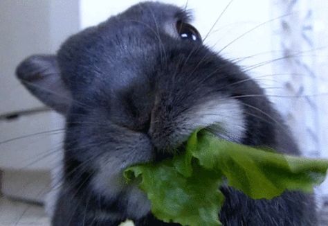 eating bunny animals baby rabbit Hamsters, Funny Animals, Rabbit Eating, Cute Bunny, Animal Gifs, Bunny Rabbit, Koala, Lettuce, Animated Gif