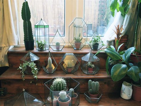 . Small Garden Pots, Katie Scott, Decor Studio, Geometric Terrarium, Indoor Gardens, Cactus Y Suculentas, Green Life, Cactus Flower, Cactus And Succulents