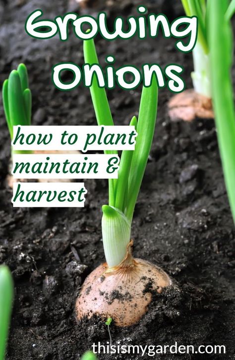 Onion Garden How To Grow, Curing Onions, Onion Planting, Onion Plant, Harvest Onions, Onion Garden, Growing Onions From Seed, Green Onions Growing, Types Of Onions