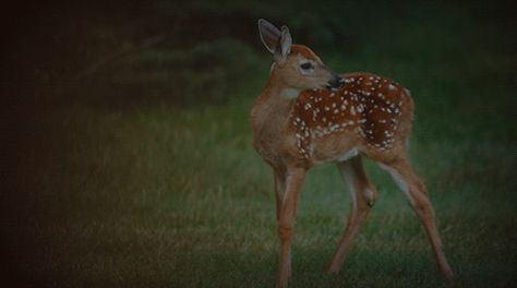 baby deer Deer Gif Aesthetic, Deer Gif, Eyes Gif, Deer Eyes, Stu Macher, Baby Deer, Nature Gif, Deer, Gif