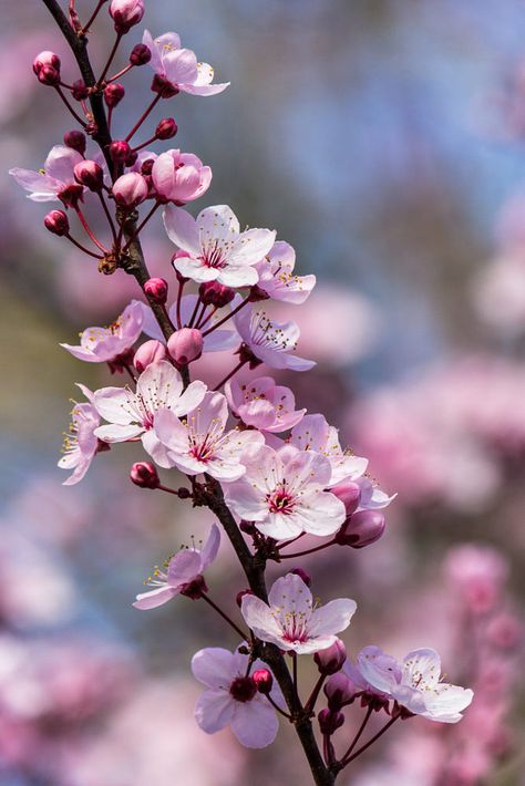 Cherry Blossom Pictures, Audi 2017, Cherry Blossom Wallpaper, Plum Blossoms, Cherry Flower, Blossom Tattoo, Sakura Flower, Blossoms Art, Cherry Blossom Flowers