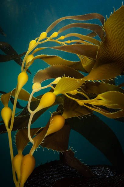 1,048 Underwater Kelp Photos and Premium High Res Pictures - Getty Images Sea Kelp Forest, Fred Tattoo, Underwater Seaweed, Underwater Turtle, Sea Corals, Linocut Ideas, Underwater Flowers, Forest Book, Underwater Plants