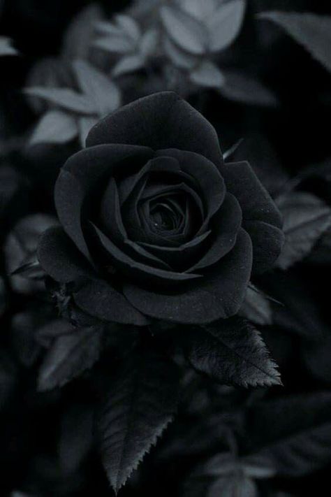 🍃🌹🍃 Wallpaper Mawar, Black Flowers Wallpaper, Black Roses Wallpaper, Black Rose Flower, Gothic Flowers, Black And White Picture Wall, Cute Black Wallpaper, Black Phone Wallpaper, Black Roses