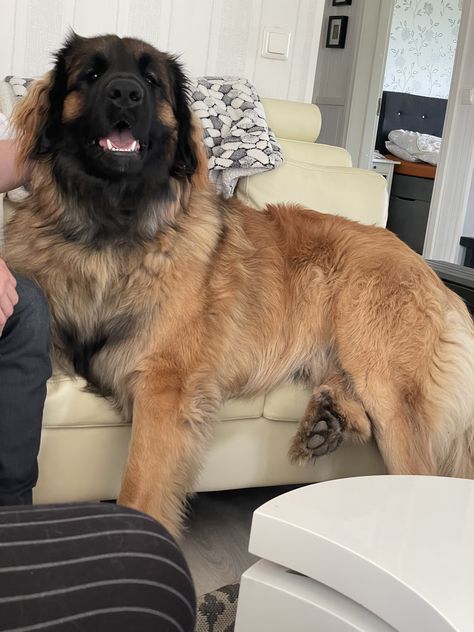 Leonberger Dog Gentle Giant, Massive Dog Breeds, Leonberger Puppy, Massive Dogs, Leonberger Dog, Dog Kennel Cover, Scary Dogs, Very Cute Dogs, Pretty Dogs