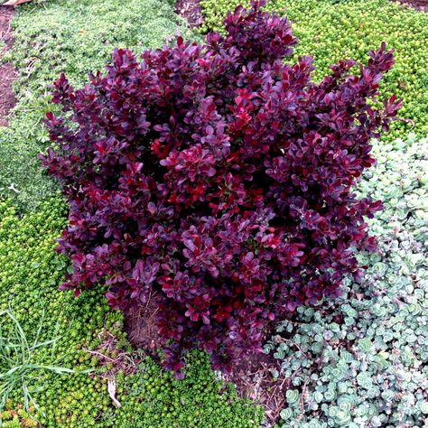 Boxwood Bushes In Front Of House, Tall Bushes In Front Of House, Bushes For Front Of House, Boxwood Bushes, Bushes In Front Of House, Red Shrubs, Barberry Bush, Green Bushes, Designing A Garden