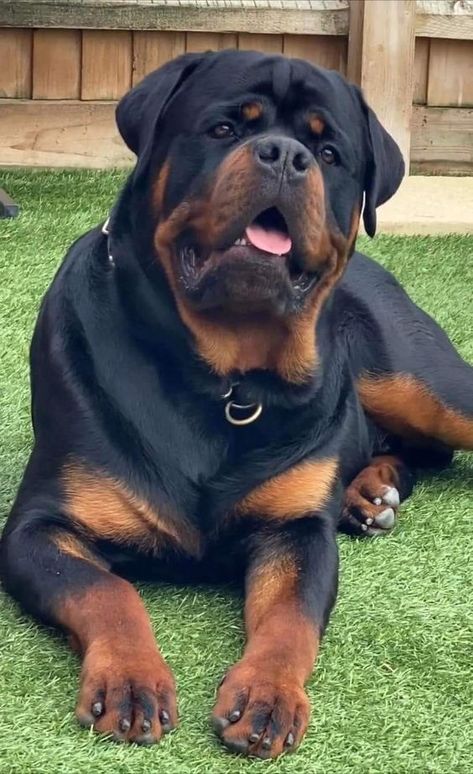 Rottweiler Pictures, Rottweiler Breed, Good Dogs, Rottweiler Love, Rottweiler Lovers, Scary Dogs, Cute Dog Photos, Really Cute Dogs