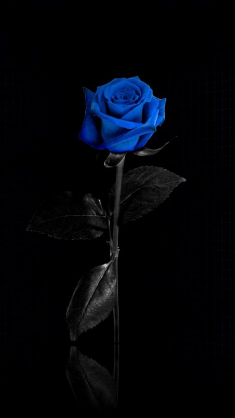 Wallpaper Iphone Roses, Black Roses Wallpaper, College Au, Blue Roses Wallpaper, Photo Bleu, Blue Rose Tattoos, Blue Flower Wallpaper, Aesthetic Roses, Rosé Aesthetic