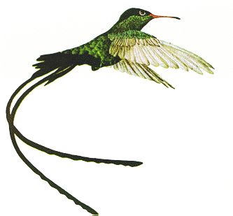 Jamaica National Bird - this Humming bird, the "Doctor Bird", lives only in JA Jamaican Tattoos, Doctor Bird, Jamaican People, Botanical Tattoos, Jamaican Art, African Tattoo, Jamaican Culture, Hummingbird Tattoo, National Symbols