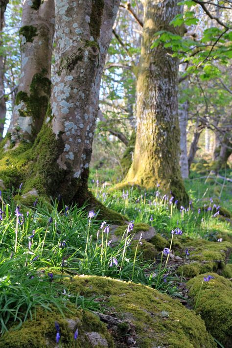 Lens Perspectives — stephenearp: Bluebells, yesterday evening. Nature Witch, Woodland Cottage, Forest Path, Forest Park, Alam Yang Indah, Environmental Art, Nature Aesthetic, Enchanted Forest, Pretty Places