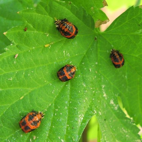 Ladybugs Facts, Types, Lifespan, Classification, Habitat, Pictures Ladybug Larvae, Yellow Ladybug, Baby Ladybug, Lady Beetle, Lady Grey, Black Spot, Life Cycles, Adaptation, Amazing Stories