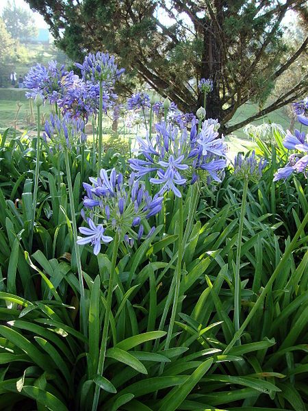 Agapanthus africanus   Lily of the Nile   Other names: African Lily   Good in sandy soil with low moisture #operationhidepoolequipment Agapanthus Blue, Agapanthus Plant, Agapanthus Africanus, African Lily, Front Yard Plants, Florida Gardening, Gravel Garden, Healthy Garden, Blue Garden