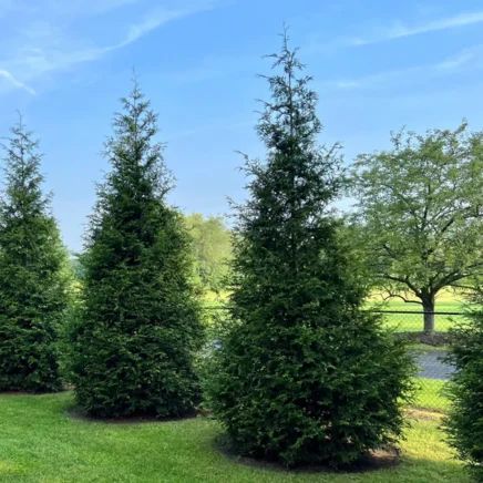 How to Plant, Grow, and Care For Thuja 'Green Giant’ Arborvitae Arbequina Olive Tree, Black Olive Tree, Green Giant Arborvitae, Giant Arborvitae, Thuja Green Giant, Fast Growing Evergreens, Orchid Seeds, Perennial Bulbs, Tree Planters