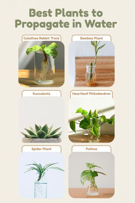 Pothos Water Propagation, Arrowhead Plant In Water, Propagate Plants In Water, Pothos Propagation Water, Snake Plant Propagation Water, Pothos Plant In Water, Bamboo Propagation, How To Propagate Peace Lily, Propagating Snake Plant In Water