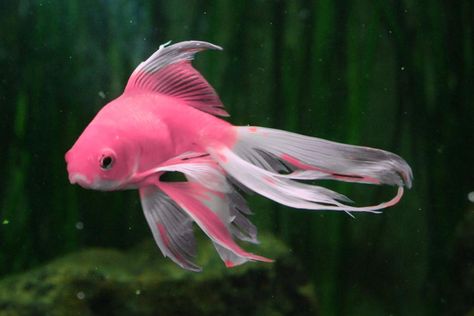 Rosa Fisch / pink fish © schwarzspringer Pink Fish Aesthetic, Pink Goldfish, Pretty Fish, Salt Water Fish, Pink Fish, Beautiful Sea Creatures, Cute Fish, Underwater Creatures, Water Life