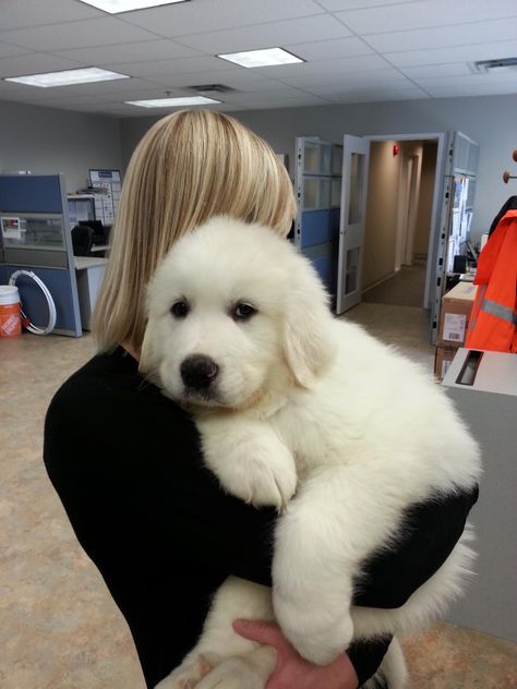 Here is a better photo of the same 8 week old fluff ball :-) Top 10 Dog Breeds, Pyrenees Puppies, Great Pyrenees Puppy, Melting Heart, Pyrenees Dog, Great Pyrenees Dog, Great Pyrenees, White Dog, Cute Creatures