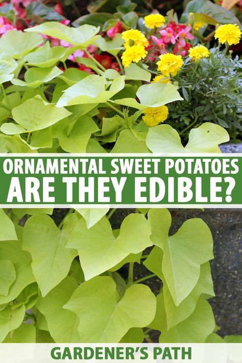 Ornamental sweet potatoes provide beautiful coverage with their vibrant vines, and this special plant is typically used as a decorative addition both indoors and out. With “sweet potato” in the name, you have to wonder – can you eat them too? Let’s find out. #sweetpotatovine #ornamentalplants #gardenerspath Sweet Potato Plant Vine, Growing Vegetables At Home, Lawn Ideas, Sweet Potato Plant, Growing Sweet Potatoes, Sweet Potato Vine, Potato Vines, Plant Growing, Starting A Garden