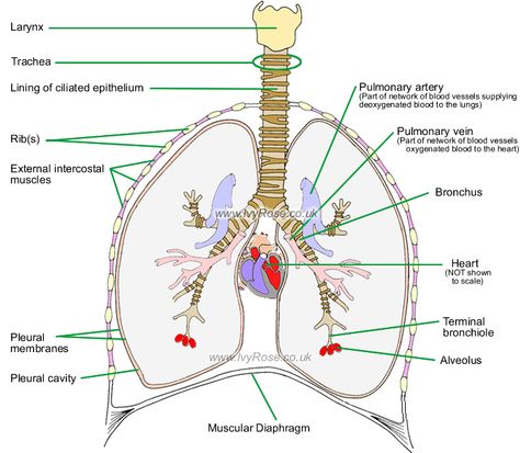 The Lower Respiratory Tract - incl. components of the Respiratory System Lower Respiratory Tract, The Respiratory System, Respiratory System, Anatomy And Physiology, Human Anatomy, Lungs, Blood Vessels, Respiratory, Black Stripes