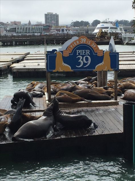 San Francisco Pier 39 harbour seals San Francisco Seals, Pier39 San Francisco, Fleet Week San Francisco, San Francisco Pier 39, San Francisco Dinner, San Francisco Pier, San Francisco Summer, Pier 39 San Francisco, San Francisco Pictures