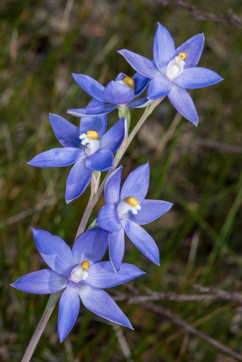 Flying Duck Orchid, Orchid Drawing, Orchid Photography, Australian Fauna, Wildflowers Photography, Orchid Tattoo, Australian Wildflowers, Australian Flowers, Australian Native Flowers