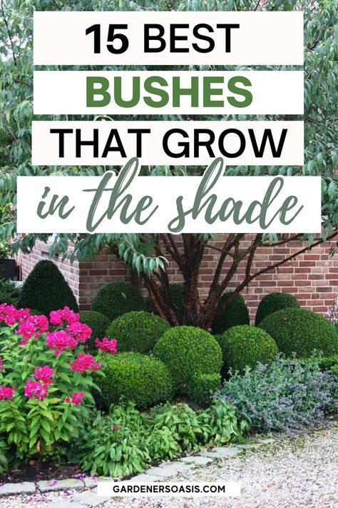 Bushes That Like Shade, Bushes To Plant Under Trees, Front Yard Landscaping For Shaded Area, Landscaping Shaded Front Yard, Best Bushes For Shade, Bushes That Grow In The Shade, Shade Bushes Perennials, Shrubs Under Trees, Backyard Corner Landscaping Ideas Shade Plants