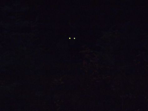 Reflective Eyes Aesthetic, Reflective Eyes Animal, Eyes In The Forest, Eyes In The Dark Aesthetic, Eyes Unsettling, Eyes Dark Aesthetic, All Black Eyes, Glowing Eyes In The Dark, Eyes In Darkness