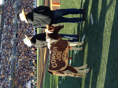 Cowboy Joe is the cutest mascot ever. University of Wyoming football. University Of Wyoming Aesthetic, University Of Wyoming, College Things, Montana State University, Go Pokes, Critters 3, Wyoming Cowboys, Dutton Ranch, College Ideas