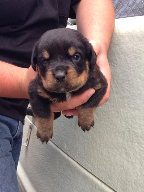 3 Week Old Rottie. We finally get to take him home this week. Rottweiler Love, Korat, Rottweiler Puppies, Australian Shepherds, Rottweiler Dog, West Highland Terrier, Scottish Terrier, A Puppy, Baby Dogs