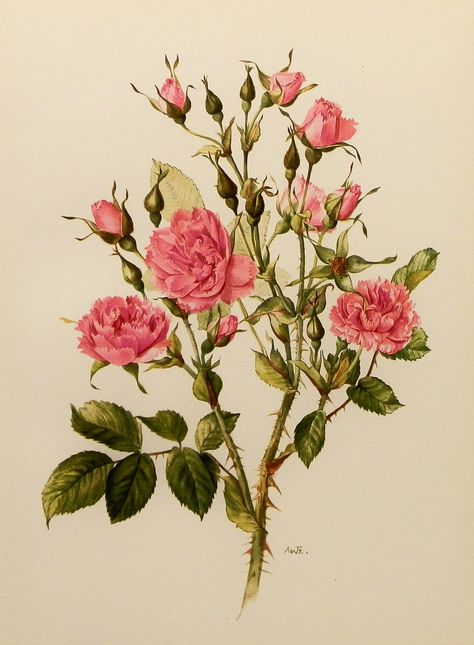 A beautiful vintage Damask Rose botanical illustration. Description from pinterest.com. I searched for this on bing.com/images Illustration Botanique Vintage, Print Motifs, Botanical Flowers Print, Rose Flower Print, Rose Wall Art, Illustration Botanique, Botanical Illustration Vintage, Rose Images, Table Arrangement