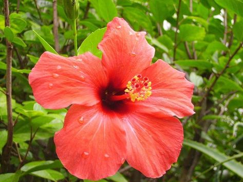 El Hibiscus rosa-sinensis, también llamado como rosa de la China, amapola, cayena, hibisco, etcétera, es un arbusto o árbol pequeño ideal para el jardín. Rosa China, Hibiscus Leaves, Healthy Foods, Flowers Photography, Botany, Hibiscus, Planting Flowers, Benefits, China