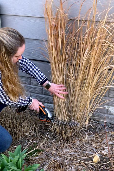 Tough Perennials, Ornamental Grass Landscape, Perennial Grasses, Ornamental Grass, Fountain Grass, Grasses Landscaping, Grasses Garden, Front Landscaping, Garden Yard Ideas