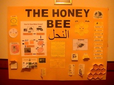 Different ideas for honey bee lap book and/or poster board. Honey Bee Science Fair Project, Bee Science Fair Projects, Cradle To The Grave, Science Fair Board, Bee Project, Honey Bee Theme, Bee Activities, Plant Insects, Preschool Language