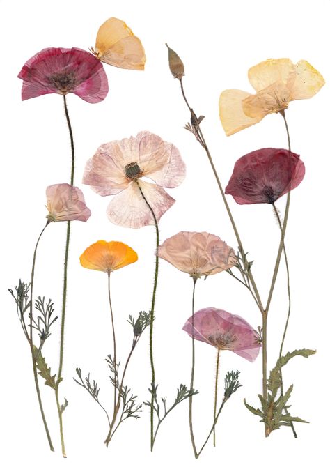 A Print Reproduction of my pressed Poppy Meadow. Most of the Flowers were homegrown and pressed by Hand.  Printed on 220gsm white matte Paper, A4 Size. Dried Flowers Pressed, Scanned Flowers, Flower Press Art, Flower Collage Art, Pressed Flowers Art, Pressed Florals, Hand Print Flowers, Poppy Flower Art, Press Flowers