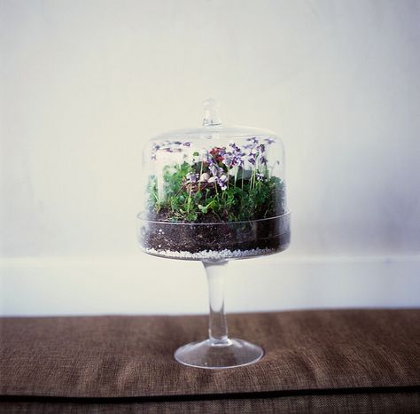 Terrarium Terrariums Diy, Miniature Terrarium, Mini Terrarium, Terrarium Containers, Deco Nature, Terrarium Diy, Garden Terrarium, Indoor Gardens, Terraria