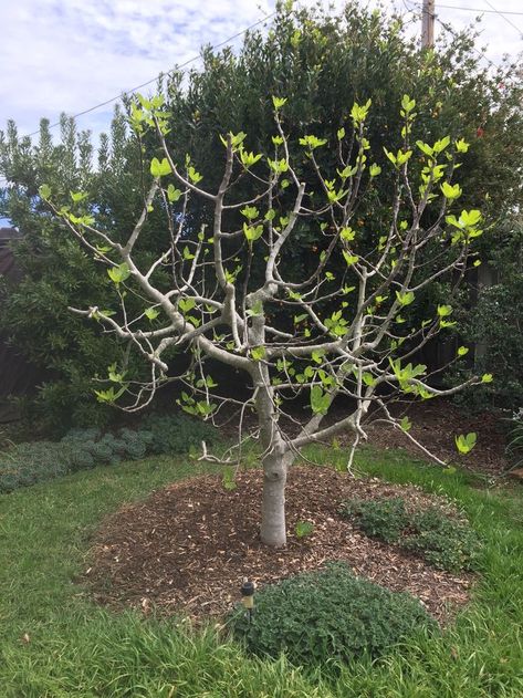 Fig Fruit Tree, Pistachio Tree, Fig Varieties, Fruit Tree Garden, Fig Fruit, End Of Winter, Fruit Flowers, Food Forest, Veg Garden